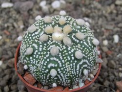 Astrophytum Hanazano Kabuto pot 5,5 cm - 12413446