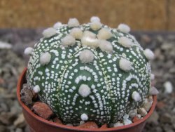Astrophytum Hanazano Kabuto pot 5,5 cm - 12413447