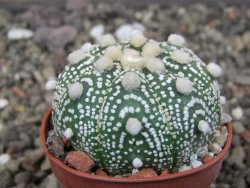 Astrophytum Hanazano Kabuto pot 5,5 cm - 12413448