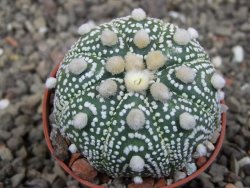 Astrophytum Hanazano Kabuto pot 5,5 cm