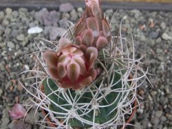 Gymnocalycium mazanense polycephalum VS 46 Cuipan květináč 6,5 cm