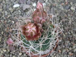 Gymnocalycium mazanense polycephalum VS 46 Cuipan květináč 6,5 cm - 12413458