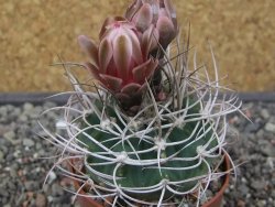 Gymnocalycium mazanense polycephalum VS 46 Cuipan květináč 6,5 cm - 12413459