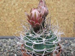 Gymnocalycium mazanense polycephalum VS 46 Cuipan květináč 6,5 cm - 12413460