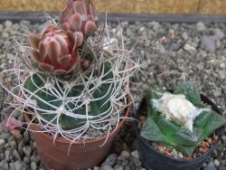 Gymnocalycium mazanense polycephalum VS 46 Cuipan květináč 6,5 cm - 12413461