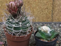 Gymnocalycium mazanense polycephalum VS 46 Cuipan květináč 6,5 cm - 12413462