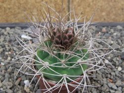 Gymnocalycium mazanense polycephalum VS 46 Cuipan květináč 5,5 cm