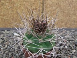 Gymnocalycium mazanense polycephalum VS 46 Cuipan květináč 5,5 cm - 12413464