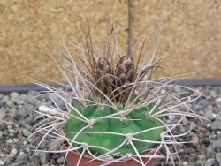 Gymnocalycium mazanense polycephalum VS 46 Cuipan květináč 5,5 cm - 12413465
