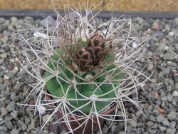 Gymnocalycium mazanense polycephalum VS 46 Cuipan květináč 5,5 cm - 12413466