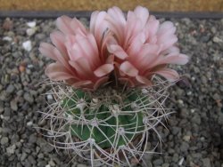 Gymnocalycium mazanense polycephalum VS 46 Cuipan květináč 5,5 cm