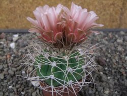 Gymnocalycium mazanense polycephalum VS 46 Cuipan květináč 5,5 cm - 12413468