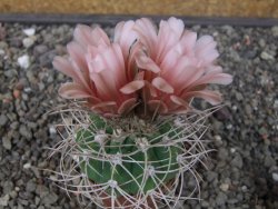 Gymnocalycium mazanense polycephalum VS 46 Cuipan květináč 5,5 cm - 12413469