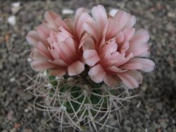 Gymnocalycium mazanense polycephalum VS 46 Cuipan květináč 5,5 cm - 12413470