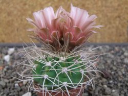 Gymnocalycium mazanense polycephalum VS 46 Cuipan květináč 5,5 cm - 12413471