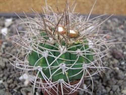 Gymnocalycium mazanense polycephalum VS 46 Cuipan květináč 5,5 cm - 12413472