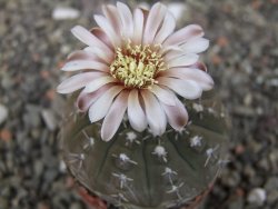 Gymnocalycium platygonum Salinas Grande pot 5,5 cm