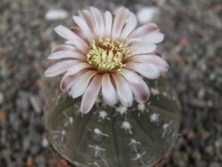 Gymnocalycium platygonum Salinas Grande pot 5,5 cm - 12413474