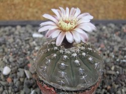 Gymnocalycium platygonum Salinas Grande pot 5,5 cm - 12413475