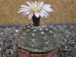 Gymnocalycium platygonum Salinas Grande pot 5,5 cm - 12413476