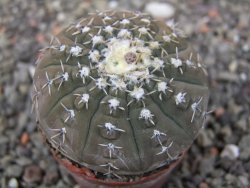 Gymnocalycium platygonum Salinas Grande pot 5,5 cm - 12413477