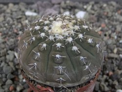 Gymnocalycium platygonum Salinas Grande pot 5,5 cm - 12413478