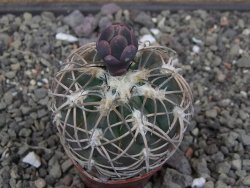 Gymnocalycium spegazzinii punillaense Tom 06-81/1 El Obelisco, pot 5,5 cm - 12413479