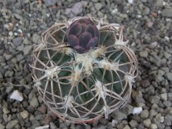 Gymnocalycium spegazzinii punillaense Tom 06-81/1 El Obelisco, pot 5,5 cm - 12413480