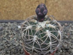 Gymnocalycium spegazzinii punillaense Tom 06-81/1 El Obelisco, pot 5,5 cm