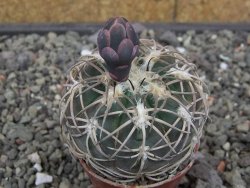 Gymnocalycium spegazzinii punillaense Tom 06-81/1 El Obelisco, pot 5,5 cm - 12413482