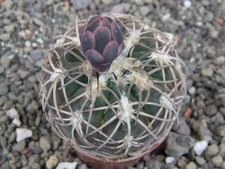 Gymnocalycium spegazzinii punillaense Tom 06-81/1 El Obelisco, pot 5,5 cm - 12413483