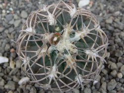 Gymnocalycium spegazzinii punillaense Tom 06-81/1 El Obelisco, pot 5,5 cm - 12413484