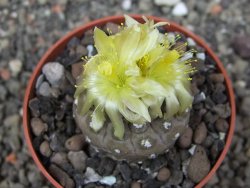 Copiapoa hypogea Lizard skin pot 6,5 cm - 12413489