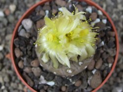 Copiapoa hypogea Lizard skin pot 6,5 cm - 12413490