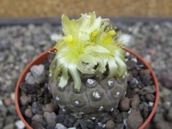 Copiapoa hypogea Lizard skin pot 6,5 cm - 12413491