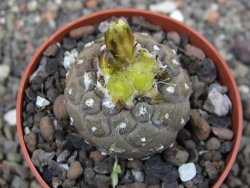 Copiapoa hypogea Lizard skin pot 6,5 cm - 12413493