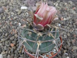 Gymnocalycium armatum LH 1431 Pajcho centro Tarija, květináč 5,5 cm
