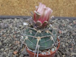 Gymnocalycium armatum LH 1431 Pajcho centro Tarija, květináč 5,5 cm - 12413500