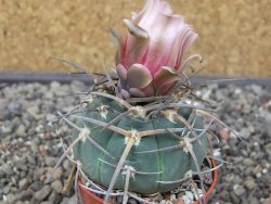 Gymnocalycium armatum LH 1431 Pajcho centro Tarija, květináč 5,5 cm - 12413501