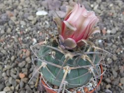 Gymnocalycium armatum LH 1431 Pajcho centro Tarija, květináč 5,5 cm - 12413502