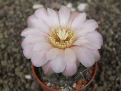 Gymnocalycium dubniorum JPR 68-154 Puerto Madryn, květináč 5,5 cm