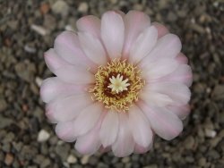 Gymnocalycium dubniorum JPR 68-154 Puerto Madryn, květináč 5,5 cm - 12413504