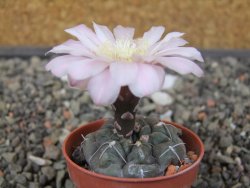 Gymnocalycium dubniorum JPR 68-154 Puerto Madryn, květináč 5,5 cm - 12413505
