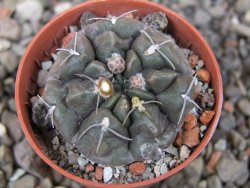 Gymnocalycium dubniorum JPR 68-154 Puerto Madryn, květináč 5,5 cm - 12413506