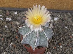 Astrophytum Dinosaur X ornatum květináč 6,5 cm