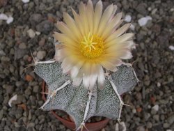 Astrophytum Dinosaur X ornatum květináč 6,5 cm - 12413508