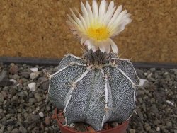 Astrophytum Dinosaur X ornatum květináč 6,5 cm - 12413509
