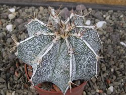Astrophytum Dinosaur X ornatum květináč 6,5 cm - 12413510