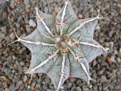 Astrophytum Dinosaur X ornatum květináč 6,5 cm - 12413511