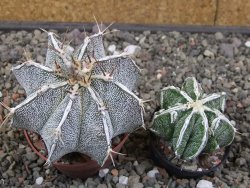 Astrophytum Dinosaur X ornatum květináč 6,5 cm - 12413512